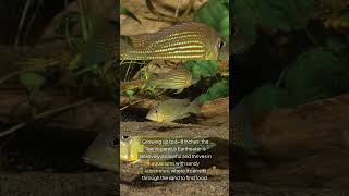 The Taeniopareius Eartheater Geophagus Taeniopareius [upl. by Myles124]