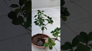 Ficus microcarpaSemi cascade BonsaiCuttingCarepruning shorts viral shorts feedShorts [upl. by Nylear]