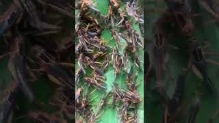 Amazing locusts locust nature locustswarm animals natureinsects lovepets birds [upl. by Mandler]