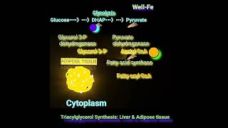 Synthesis of Triacylglycerol Fat Metabolism Made Easy [upl. by Demitria]