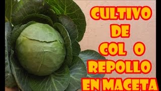 CULTIVO DE COL O REPOLLO EN MACETA  quotPROCESO COMPLETOquot [upl. by Nnaaihtnyc]