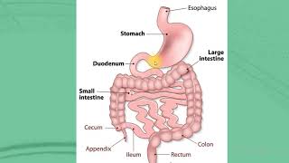 physiology intestinal motility [upl. by Yddet498]