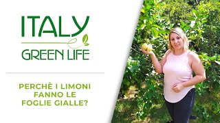 Perchè i limoni fanno le foglie gialle  chiedialucy [upl. by Cusack]