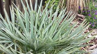 The Blue Mediterranean MoroccanFan Palm  Chamaerops humilis var cerifera [upl. by Miharba691]