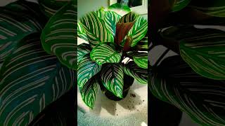 Top 10 indoor plants for home  plants for home decor [upl. by Llebanna]