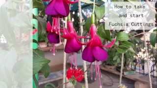 How to Take and Start Fuchsia Cuttings  HD [upl. by Sutherland]