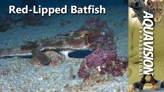 RED  LIPPED BATFISH [upl. by Nehgaem]