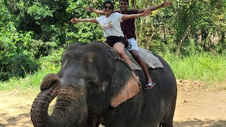 Pinnawala Elephant Orphanage  Sri Lanka [upl. by Nalid]