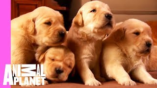 Growing Up Golden Golden Retriever Puppies  Too Cute [upl. by Aloysius]