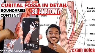 Cubital fossa anatomy boundary and content  Cubital fossa 3d anatomy [upl. by Alta158]