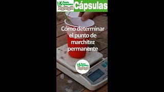 Cómo determinar el 🥀 punto de marchitez permanente o PMP 🥀 de un cultivo [upl. by Anwahsit146]