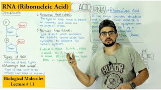 RNA Structure Functions and Types  A type of Nucleic Acid [upl. by Saber952]