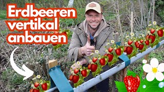 Erdbeeren in der Dachrinne pflanzen 🍓Kreative Idee für Balkon Terrasse amp Garten [upl. by Alrac146]