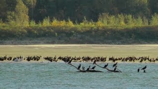 Donau  Pelikane Möven Kormorane [upl. by Eserrehs]