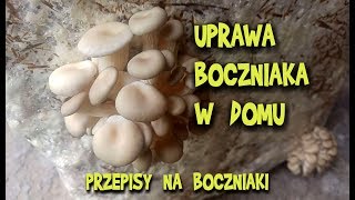 UPRAWA BOCZNIAKA domowa  PRZEPISY na boczniaki  Wiejskie Inspiracje [upl. by Eentirb]