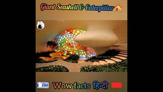 Giant Seashell House amp Caterpillar House [upl. by Hauhsoj]