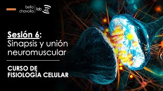 Fisiología de la sinapsis y unión neuromuscular [upl. by Nagram]