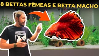 🔴AQUÁRIO COM 8 BETTAS FÊMEAS E 1 BETTA MACHO DO INSCRITO LUÍS Mr Betta [upl. by Relyuhcs]