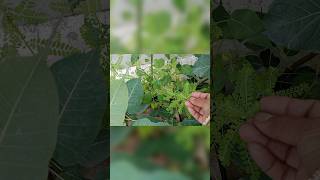 I Grew 300 Bhumi Amla Plantsgardening plantsshortsnature [upl. by Eetsirk787]