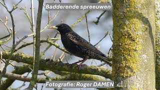 2024 01 25 Badderende spreeuwen [upl. by Nnylkcaj711]