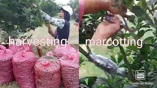 marcotting and harvesting calamansi at Palmas calamansi farm [upl. by Maletta]