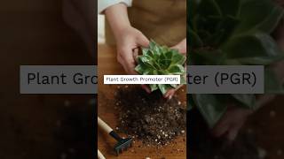 Best Plant Growth Promoter for Plants Part  1 agricultura agriculture cropproduction [upl. by Tamas545]