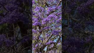 Beautiful Jacarandas jacarandagraftonnaturebreezenaturesound [upl. by Urian]