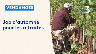 Vendanges  job dautomne pour les retraités [upl. by Digirb]