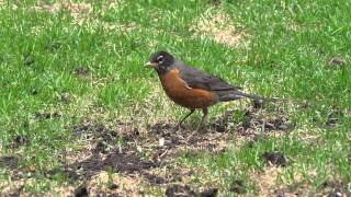 American Robin on the hunt 1080p [upl. by Marlo]