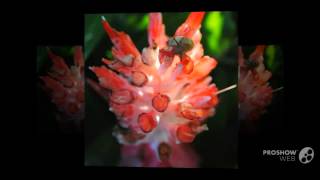 Billbergia  garden plants [upl. by Zerimar397]