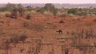 Australian Feral Camel Management Project 2013 [upl. by Etnomaj987]