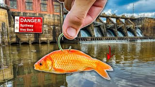 Fishing ABANDONED Spillway w GOLDFISH as Bait  BIG FISH [upl. by Etnovaj]