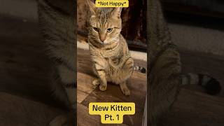 Podrick meets the new kitten cat farming farmlife funny [upl. by Sedgewinn]