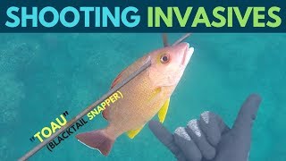 Spearfishing Hawaii Invasive FishToau Catch And Cook [upl. by Sansen912]