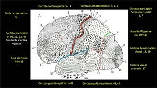 NEUROANATOMÍA CLASE 2 CORTEZA CEREBRAL GIROS SURCOS ETC [upl. by Roth857]