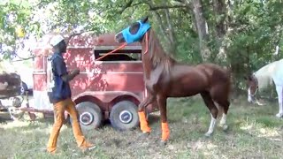 Unloading American Saddlebreds of East Ogden Riders in Ashdown Arkansas [upl. by Aillemac]