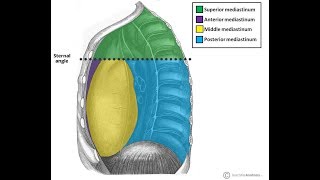 Mediastinum Anatomy [upl. by Erich697]