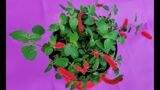 CARE OF CHENILLE PLANTACALYPHA PENDULAFIRETAIL  HOW TO GROW AND CARE CHENILLE PLANT AT HOME [upl. by Farrar155]