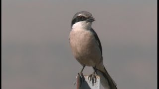 Pie griéche grise ibérique Northern Shrike iberique [upl. by Huxley81]