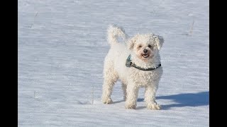 Bichon Frises Uncovered MustKnow Facts shorts dog doglover shortvideo [upl. by Eelegna]