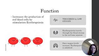 Hormone Presentation  Erythropoietin [upl. by Schertz]