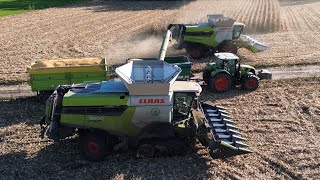 🇵🇱 Claas Team Lexion 8900  Lexion 7700  Arion 660  Kukurydza 2024  Corn Harvest  4K [upl. by Waylen]