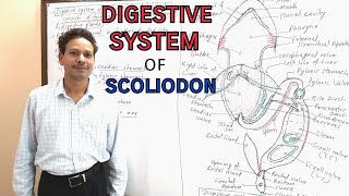 Digestive System of Scoliodon  For IASNEETGATENET and BSc [upl. by Hplodnar440]