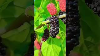 Enjoy Beautiful Nature With Rural Life  96 Mulberry Harvesting [upl. by Rance]