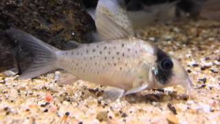 Corydoras sychri wild bij Aquarium Speciaalzaak Utaka [upl. by Eselahs]