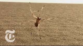 Tumbling Spider Newly Discovered Species Flips Out of Danger  ScienceTake  The New York Times [upl. by Tevlev]