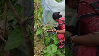 Azolla Farming by TRLM poshu Sakhi Smt Manti Paul Mallik shg amarpur motivation trlm women [upl. by Yadahs]