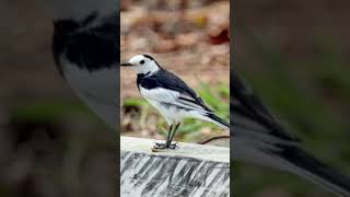 White Wagtail birds birdsounds birdslover natureandbirdssoundsrelaxingmusic [upl. by Forward]