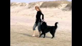 Dogdance an der Nordsee mit ASIM [upl. by Nyllek563]