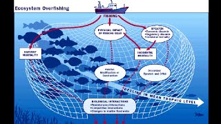 Causes and Effects of Overfishing [upl. by Syramad]